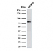EZH2 Antibody MCF7 WB. Western blot analysis of human MCF7 cell lysate using EZH2 antibody detects a prominent band at approximately 80â90 kDa, consistent with the expected molecular weight range of EZH2, a PRC2-associated histone methyltransferase involved in epigenetic regulation and transcriptional repression; detection was performed with clone EZH2/2536.