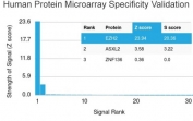 EZH2 Antibody HuProt Microarray Validation. Analysis of a HuProt(TM) human protein microarray containing more than 19,000 full-length proteins using EZH2 antibody demonstrates highly selective recognition of EZH2, with the strongest signal corresponding to the intended target and clear separation from non-target proteins, supporting proteome-wide specificity for this PRC2-associated epigenetic regulator; detection was performed with clone EZH2/2536. Z- and S-scores reflect signal strength and relative target specificity across the protein array.