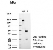 SDS-PAGE analysis of purified, BSA-free CD135 antibody (clone FLT3/2458) as confirmation of integrity and purity.