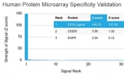 ICOS Ligand Antibody Protein Microarray Validation. Analysis of HuProt(TM) microarray containing more than 19,000 full-length human proteins using clone ICOSL/3260. These results demonstrate high specificity of the mouse monoclonal antibody for Inducible T-cell costimulator ligand / ICOSLG, an immune checkpoint-associated B7 family protein involved in adaptive immune signaling and T-cell activation pathways. Z- and S-score analysis confirms strong preferential binding to the intended target relative to non-specific proteins represented on the HuProt(TM) array. The Z-score represents the signal strength generated by antibody binding to an individual protein relative to the overall array background, while the S-score reflects the relative specificity gap between the top-ranked target and subsequent proteins on the array.
