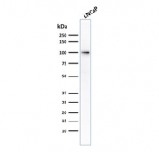 Western blot testing of human LNCaP cell lysate with FOLH1 antibody (clone FOLH1/2354). Predicted molecular weight ~100 kDa.