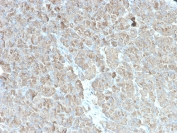 Immunohistochemistry of CELA3B Antibody Recombinant Mouse MAb rCELA3B/1811 in human pancreas. Formalin-fixed, paraffin-embedded human pancreatic tissue shows strong cytoplasmic staining in acinar cells, consistent with the known secretory localization of Chymotrypsin-like elastase family member 3B. Required HIER: boil tissue sections in 10mM Tris with 1mM EDTA, pH 9, for 10-20 min followed by cooling at RT for 20 min.