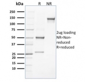 CLEC9A Antibody SDS-PAGE Analysis. SDS-PAGE analysis of purified, BSA-free CLEC9A Antibody clone 8F9 demonstrates the expected antibody migration pattern under reducing (R) and non-reducing (NR) conditions. Under reducing conditions, distinct bands corresponding to the immunoglobulin heavy and light chains are observed at approximately 50 kDa and 25 kDa, respectively. Under non-reducing conditions, the antibody migrates predominantly as an intact immunoglobulin species at approximately 150 kDa. These results confirm the integrity and purity of clone 8F9 and support its use for research applications targeting CLEC9A / DNGR-1, a C-type lectin receptor expressed by specialized dendritic cell populations involved in antigen presentation, dead-cell sensing, and immune regulation.