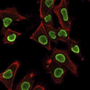 Histone H1 Antibody for IF. Immunofluorescence analysis of replication-associated histone H1 expression in PFA-fixed human HeLa cells using Histone H1 Antibody (green). Strong nuclear staining is observed, consistent with localization of linker histone H1 within chromatin and its role in chromatin organization during replication-coupled chromatin assembly. The recombinant rabbit clone AE-4 antibody demonstrates uniform nuclear enrichment with minimal cytoplasmic signal. Actin filaments are labeled with phalloidin (red), providing cytoskeletal contrast to the chromatin-associated histone signal.