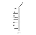 IgA Heavy Chain Antibody rHISA43 in Human Serum WB. Western blot testing of human serum with IgA Heavy Chain Antibody recombinant mouse mAb rHISA43 detects a strong, discrete band at approximately 55-60 kDa, consistent with the expected molecular weight of the immunoglobulin alpha heavy chain. The IGHA antibody shows minimal additional reactivity under the tested conditions, producing a clean Western blot signal.