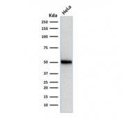 p53 Antibody Clone SPM514 / TP53 Tumor Suppressor Antibody. Western blot analysis of human HeLa cell lysate demonstrates detection of p53 protein using the mouse monoclonal clone SPM514. Lane 1: human HeLa cell lysate. A band is detected at approximately 53 kDa, consistent with the predicted molecular weight of Tumor protein p53 / TP53. This result supports specific recognition of endogenous p53 in human cell lysates by the SPM514 monoclonal antibody.