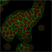 EpCAM Antibody MCF-7 IF. Immunofluorescent staining of human MCF-7 breast carcinoma cells using EpCAM Antibody (clone EGP40/1373) demonstrates strong green fluorescence localized predominantly to the plasma membrane and cell-cell junctions. The staining pattern is consistent with expression of Epithelial Cell Adhesion Molecule (EPCAM/CD326), a transmembrane glycoprotein involved in epithelial cell adhesion, maintenance of tissue architecture, and regulation of cellular signaling pathways. Prominent membrane-associated fluorescence outlines individual cells and highlights epithelial cell boundaries, consistent with the established localization of EpCAM on the surface of epithelial-derived tumor cells. Nuclei are counterstained with Reddot (red). The observed staining supports the use of EpCAM as a marker for epithelial lineage identification, epithelial tumor cell characterization, and cell surface protein localization studies.
