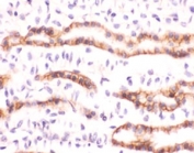 Recombinant Erythropoietin Antibody Kidney IHC. Immunohistochemistry staining of FFPE human kidney with recombinant Erythropoietin antibody (clone ERTP-1). HIER: boil tissue sections in pH 9 10mM Tris with 1mM EDTA for 10-20 min followed by cooling at RT for 20 min.