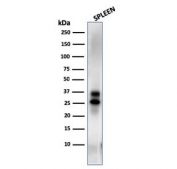 Granzyme B Antibody Human Spleen WB. Western blot analysis of human spleen lysate using Granzyme B Antibody. An HRP-conjugated secondary antibody with ECL substrate was used for detection. Granzyme B Antibody, a Cytotoxic Lymphocyte Marker Antibody, detects bands at approximately 29-37 kDa, consistent with the expected molecular weight range of granzyme B. The higher molecular weight band likely represents the precursor form, while the lower band is consistent with proteolytic processing to the mature active enzyme.