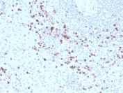 Granzyme B Antibody Biotin Conjugate Human Spleen IHC. Immunohistochemical staining of FFPE human spleen tissue using Granzyme B Antibody Biotin Conjugate. HIER was performed in pH 9 Tris-EDTA buffer. A streptavidin-HRP detection system with DAB substrate was used for visualization. Granzyme B Antibody Biotin Conjugate, recognizing GZMB, demonstrates strong granular cytoplasmic staining in numerous lymphocytes within the splenic white pulp, consistent with granzyme B expression in activated cytotoxic T lymphocytes and natural killer cells.