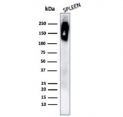 Western blot testing of human spleen lysate with recombinant CD45RB antibody (clone rPTPRC/1132). Expected molecular weight: 147-220 kDa depending on glycosylation level.
