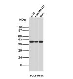 Recombinant PD-L1 Antibody PDL1/4451R in Human and Mouse Cancer Cell Lines WB. Western blot testing of Recombinant PD-L1 Antibody PDL1/4451R / B7-H1 in human A549 lung carcinoma, human MDA-MB-231 breast cancer and mouse RAW cell lysates. A prominent band is observed at approximately 40-45 kDa across the tested samples, above the predicted molecular weight of ~33 kDa for unmodified PD-L1/CD274. The higher apparent molecular weight is consistent with the established N-linked glycosylation of mature PD-L1. This Recombinant PD-L1 Antibody demonstrates detection of B7-H1/CD274 in both human and mouse cancer cell lines.