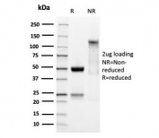 SDS-PAGE analysis of purified, BSA-free recombinant SOX9 Antibody / Pancreatic Ductal Marker Antibody as confirmation of integrity and purity.