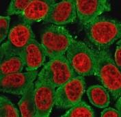 Immunofluorescent staining of MeOH-fixed human MCF7 cells with Cytokeratin 15 antibody (clone CTKN15-1, green) and Reddot nuclear stain (red).