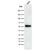 p53 Antibody Clone DO-1 / TP53 Tumor Suppressor Antibody. Western blot analysis of human HeLa cell lysate demonstrates detection of Tumor protein p53 using p53 Antibody Clone DO-1. A band is detected at approximately 53 kDa, consistent with the predicted molecular weight of p53 / TP53.