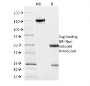 SDS-PAGE analysis of purified, BSA-free Villin Antibody / Apical Membrane Marker Antibody (clone VIL1/2376) as confirmation of integrity and purity.