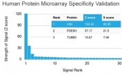 Vimentin Antibody / Mechanotransduction Marker Antibody. HuProt microarray specificity analysis using Vimentin antibody demonstrates selective binding to Vimentin (VIM) among more than 19,000 full-length human proteins. The rabbit monoclonal clone VIM/3736 shows the highest signal intensity for VIM with a strong Z score and high S score, indicating high target specificity relative to other proteins on the array. This specificity supports reliable detection of Vimentin in studies of cytoskeletal tension and force-responsive cellular structures, consistent with its role in mechanotransduction-related processes.