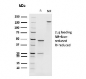 SDS-PAGE analysis of purified, BSA-free PAX8 Antibody / Mullerian Epithelial Marker Antibody (clone rPAX8/1492) as confirmation of integrity and purity.