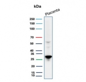Western blot testing of human placental tissue lysate with PDLIM1 antibody. Predicted molecular weight ~36 kDa, observed here at ~28 kDa.