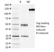 SDS-PAGE analysis of purified, BSA-free CD3e antibody clone OKT3 as confirmation of integrity and purity.