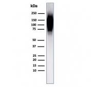 Western blot testing of human spleen lysate with HIF1 alpha antibody (clone Ha111a).