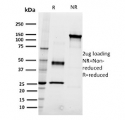 SDS-PAGE analysis of purified, BSA-free CD22 Antibody for FACS / CD22 Flow Cytometry Antibody (clone RFB4) as confirmation of integrity and purity.