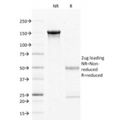 SDS-PAGE analysis of purified, BSA-free CD27 Antibody for IF / CD27 Immunofluorescence Antibody (clone LPFS2/1611) as confirmation of integrity and purity.