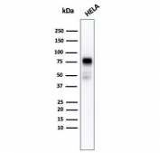 CD44 Antibody Human Cell Line WB. Western blot analysis of CD44 / CD44 antigen expression in human HeLa cell lysate using recombinant mouse monoclonal antibody clone rHCAM/918. A band is detected at approximately 75-85 kDa, consistent with the predicted molecular weight of CD44 (CD44 / CD44 antigen). CD44 is a glycosylated transmembrane protein, and the observed band reflects the core protein with minor variation due to glycosylation of the extracellular domain.