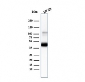 Cytokeratin 20 Antibody Mouse Monoclonal KRT20/3145. Western blot analysis of human HT-29 cell lysate using Cytokeratin 20 Antibody Mouse Monoclonal KRT20/3145. Lane 1: human HT-29 cell lysate. A band is detected at approximately 46 kDa, consistent with the predicted molecular weight of Keratin 20 / Cytokeratin 20 (KRT20), an epithelial intermediate filament protein commonly expressed in gastrointestinal epithelial cells such as HT-29 colorectal adenocarcinoma cells.
