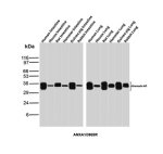 Recombinant Annexin A1 Antibody in Multi-Species Intestine and Liver WB. Western blot testing of Recombinant Annexin A1 Antibody clone ANXA1/3869R in intestine and liver tissue lysates from human, mouse, rat, hamster, guinea pig and rabbit. A strong, discrete Annexin A1 band is observed at approximately 36-38 kDa across the tested species and tissues, demonstrating broad cross-species recognition of endogenous ANXA1.