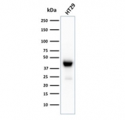 CK20 Antibody / Cytokeratin 20 (clone KRT20/3129R). Western blot analysis of human HT-29 cell lysate using CK20 antibody (clone KRT20/3129R). Lane 1: human HT-29 cell lysate. A band is detected at approximately 46 kDa, consistent with the predicted molecular weight of Keratin 20 / Cytokeratin 20 (KRT20), an epithelial intermediate filament protein commonly expressed in gastrointestinal epithelial cells such as HT-29 colorectal adenocarcinoma cells.