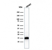 Western blot testing of human heart lysate with recombinant Cytochrome C antibody (clone rCYCS/1010). Predicted molecular weight: 12-14 kDa.
