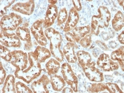 IHC staining of FFPE human kidney with recombinant COX-2 antibody (clone COX2/3320R). HIER: boil tissue sections in pH 9 10mM Tris with 1mM EDTA for 20 min and allow to cool before testing.