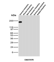 CEA Antibody Cross-Species Intestine WB. Western blot analysis of CEA / CEACAM5 expression using recombinant CEA antibody, clone C66/3707R. Lane 1: human intestine lysate, Lane 2: mouse intestine lysate, Lane 3: rat intestine lysate, Lane 4: hamster intestine lysate, Lane 5: guinea pig intestine lysate, Lane 6: rabbit intestine lysate. A strong band is detected at approximately 180-200 kDa in human intestine, consistent with the predicted molecular weight of heavily glycosylated CEACAM5, while no comparable band is observed in the tested non-human intestine samples, supporting selective detection of human CEACAM5 under these western blot conditions.