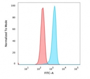 Catenin Beta Antibody HeLa Cell FACS. Flow cytometry analysis of PFA-fixed human HeLa cells using Catenin Beta Antibody (clone rCTNNB1/1507) shows a clear rightward shift of the blue population relative to the red isotype control, indicating specific detection of CTNNB1 / Catenin beta-1 expression. The fluorescence distribution supports intracellular localization consistent with beta-catenin presence in cytoplasmic and membrane-associated pools following fixation and permeabilization. Red represents isotype control and blue represents recombinant Catenin beta antibody staining.