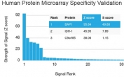 Analysis of HuProt(TM) microarray containing more than 19,000 full-length human proteins using BAP1 antibody. These results demonstrate the foremost specificity of the BAP1/2665 mAb. Z- and S- score: The Z-score represents the strength of a signal that an antibody (in combination with a fluorescently-tagged anti-IgG secondary Ab) produces when binding to a particular protein on the HuProt(TM) array. Z-scores are described in units of standard deviations (SD's) above the mean value of all signals generated on that array. If the targets on the HuProt(TM) are arranged in descending order of the Z-score, the S-score is the difference (also in units of SD's) between the Z-scores. The S-score therefore represents the relative target specificity of an Ab to its intended target.