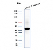 Creatine Kinase M Antibody Skeletal Muscle WB. Western blot analysis of human skeletal muscle tissue lysate using Creatine Kinase M antibody. The mouse monoclonal antibody clone CKMM/3341 detects a band at approximately 43 kDa, consistent with the predicted molecular weight of Creatine kinase M / CKM. Strong signal in skeletal muscle reflects the high ATP demand of contractile tissue, supporting its role as a muscle energy metabolism marker.