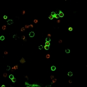 CD4 Antibody for IF. Immunofluorescence analysis of CD4 antibody staining in human peripheral blood mononuclear cells (PBMCs). CD4 Immunofluorescence Antibody labeling (green, clone rC4/206) highlights membranous localization on CD4-positive T helper lymphocytes, forming distinct ring-like fluorescence patterns outlining the cell surface, while DAPI (blue) marks nuclei, supporting high-resolution visualization of immune cell distribution and cell surface marker expression in fluorescence microscopy.