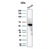 Western blot testing of human tonsil tissue lysate with recombinant CD4 antibody. Expected molecular weight: 50-55 kDa.