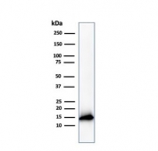Cystatin A Antibody ThP-1 WB. Western blot analysis of Cystatin A / CSTA in human ThP-1 cell lysate using mouse monoclonal Cystatin A antibody, clone CSTA/3553. A band is detected at approximately 11 kDa, consistent with the predicted molecular weight of CSTA, supporting detection of this intracellular cysteine protease inhibitor in monocyte-derived cells.