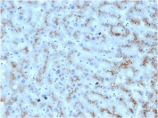 IHC staining of FFPE human liver with Apolipoprotein D antibody. HIER: boil tissue sections in pH 9 10mM Tris with 1mM EDTA for 20 min and allow to cool before testing.