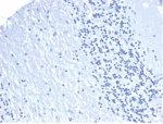 PD-L1 Antibody Negative Control: IHC staining of FFPE human brain tissue with recombinant mouse PD-L1 antibody (clone rPDL1/4772). HIER: boil tissue sections in pH 9 10mM Tris with 1mM EDTA for 20 min and allow to cool before testing.