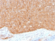HSP90AB1 Antibody Human Pancreas IHC. Immunohistochemistry analysis of FFPE human pancreas tissue using HSP90AB1 Antibody / Molecular Chaperone Antibody (clone HSP90AB1/3951). Heat induced antigen retrieval was performed by boiling tissue sections in pH 9 Tris-EDTA buffer for 20 minutes prior to staining. Strong diffuse cytoplasmic staining is observed throughout pancreatic epithelial cells, consistent with the constitutive expression of HSP90AB1 as an ATP-dependent molecular chaperone involved in protein folding and cellular protein homeostasis. These results support the use of HSP90AB1 Antibody / Molecular Chaperone Antibody, a Protein Microarray Validated mouse monoclonal antibody, for studying HSP90AB1 expression, molecular chaperone function and protein homeostasis.