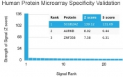 Mammaglobin Antibody - HuProt Validated clone MGB/4056 - protein microarray specificity validation. Analysis of a HuProt(TM) microarray containing more than 19,000 full-length human proteins was performed using Mammaglobin Antibody - HuProt Validated (clone MGB/4056). The strongest binding signal corresponds to SCGB2A2 (Mammaglobin A), which ranks first on the array, demonstrating high specificity of the MGB/4056 mouse monoclonal antibody for its intended target. Z- and S-scores quantify antibody binding strength and target specificity. The Z-score represents the signal intensity produced when the antibody, together with a fluorescently labeled anti-IgG secondary antibody, binds to a protein on the array and is expressed as standard deviations above the mean signal of the array. When proteins are ordered by descending Z-score, the S-score represents the difference between adjacent Z-scores and therefore reflects the relative specificity of the antibody for its target protein.