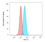 p40 Antibody for FACS. Flow cytometry analysis of PFA-fixed and permeabilized human HeLa cells using a p40 Antibody for FACS (clone rTP40/3690) demonstrates a clear rightward shift in fluorescence intensity for the deltaNp63-stained population (blue) compared to the isotype control (red). This separation indicates specific intracellular detection of Tumor protein p40 (deltaNp63) with minimal background signal. The distinct population shift supports accurate gating and quantification of p40-positive cells, consistent with nuclear expression of deltaNp63 following permeabilization. The recombinant mouse monoclonal format provides clean signal resolution and reproducible performance in flow cytometry-based detection of epithelial lineage-associated transcription factors.