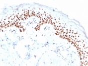 deltaNp63 Antibody Clone ZR8. Immunohistochemistry analysis of Tumor protein p40 (TP63) in FFPE human skin using deltaNp63 Antibody Clone ZR8 demonstrates strong HRP-DAB brown nuclear staining in basal keratinocytes along the epidermal layer, with suprabasal cells showing reduced or absent staining. The nuclear-restricted pattern highlights the basal cell compartment and aligns with the known distribution of deltaNp63 in stratified squamous epithelium. Staining is crisp with minimal background, allowing clear delineation of epithelial layering and cellular organization. Heat-induced epitope retrieval was performed by boiling tissue sections in pH 9 10mM Tris with 1mM EDTA for 20 minutes followed by cooling prior to antibody incubation.