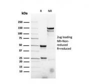 SDS-PAGE analysis of purified, BSA-free recombinant CD22 Antibody / B Cell Adhesion and Homing Marker Antibody (clone rBLCAM/4108) as confirmation of integrity and purity.