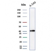 Western blot testing of human A549 cell lysate with recombinant PDL1 antibody (clone rPDL1/4773).
