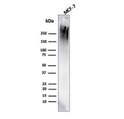 Western blot testing of human MCF7 cell lysate with MUC1 antibody (clone rMUC1/4418). This glycoprotein is commonly visualized between 120~500 kDa.
