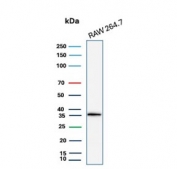 Western blot testing of mouse RAW264.7 cell lysate with recombinant Cyclin D1 antibody. Predicted molecular weight: 32-36 kDa.